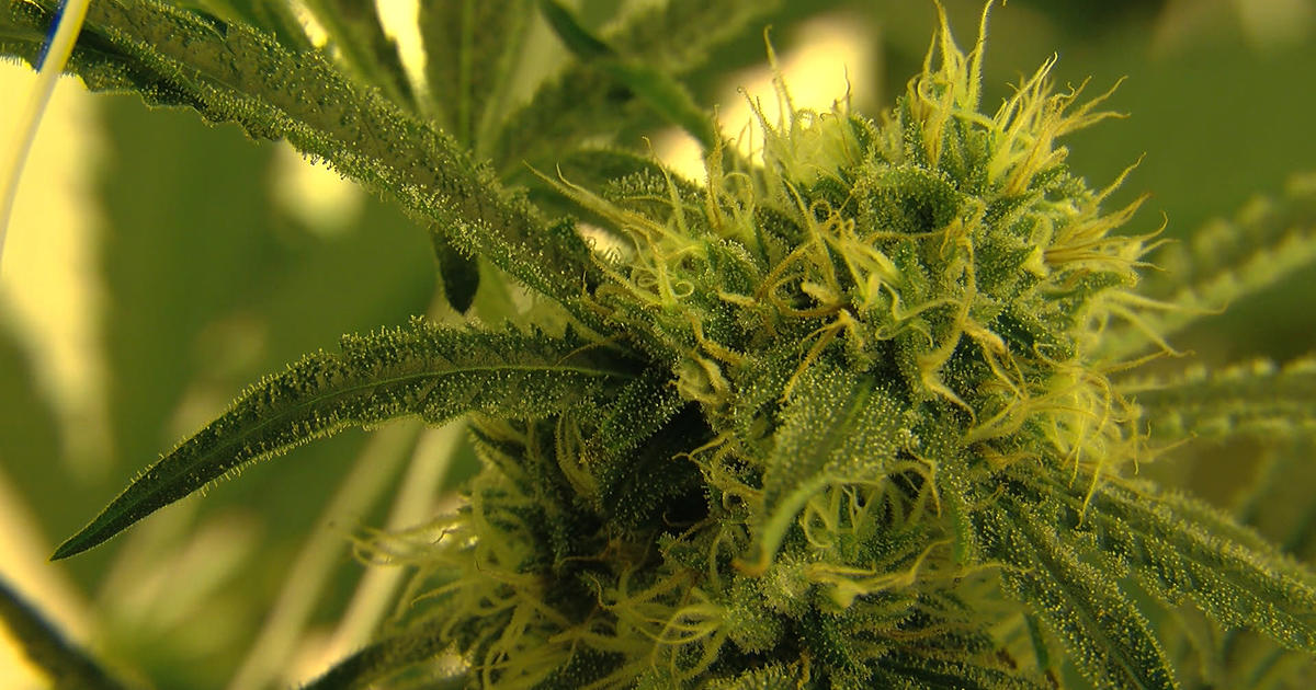 Growing weed at home in Minnesota: Your questions answered - CBS