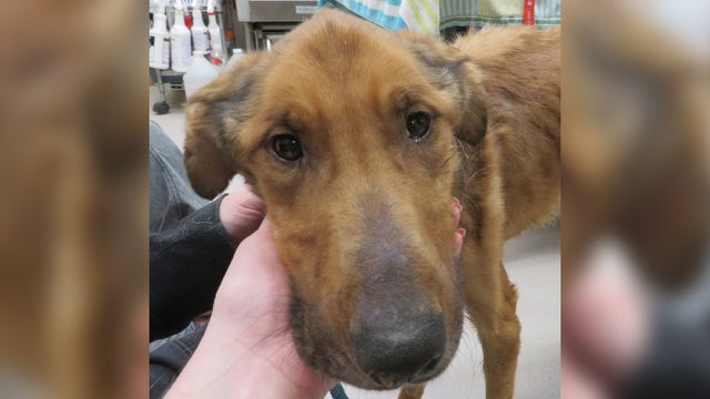 Emaciated-Dog-Found-in-Dunn-County-Wis-2.jpg 