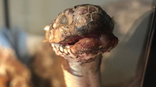 snake-fungal-disease.jpg 