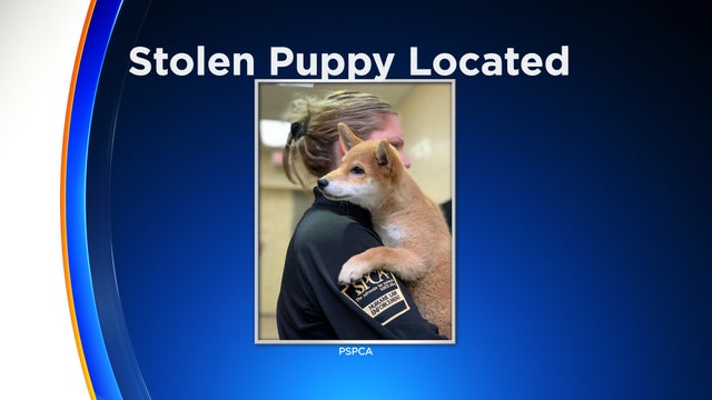 stolen-puppy-located.jpg 