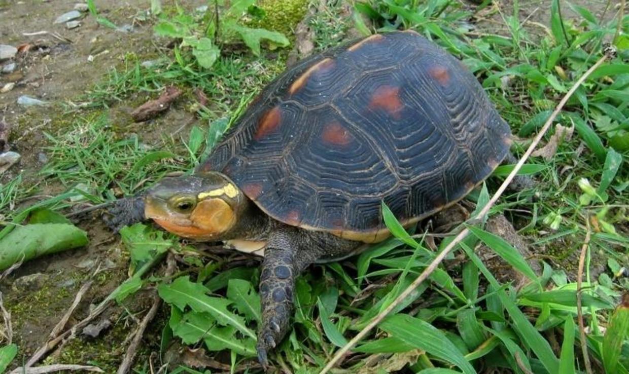 Endangered Species: More Than 60 Endangered Turtles Disappear From Zoo 