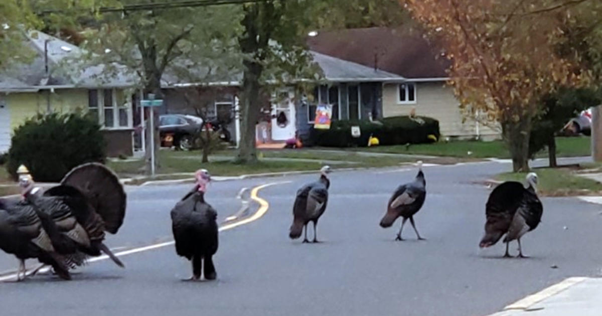 Todd Frazier is furious about the turkeys invading his town – New