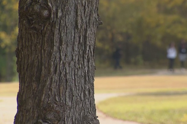 Park path behind Haltom High School 