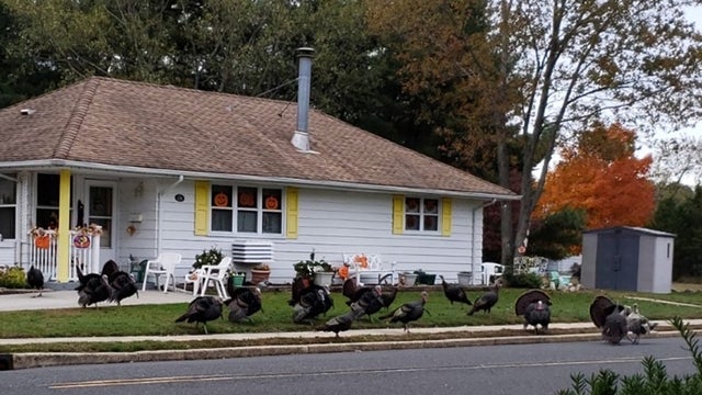 Turkeys-1.jpg 