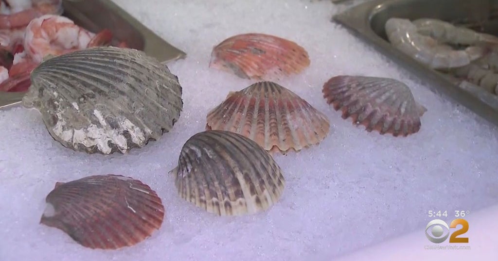 Peconic Bay Scallop Season A Bust After Catastrophic DieOff CBS New York
