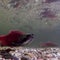 Nature: Salmon