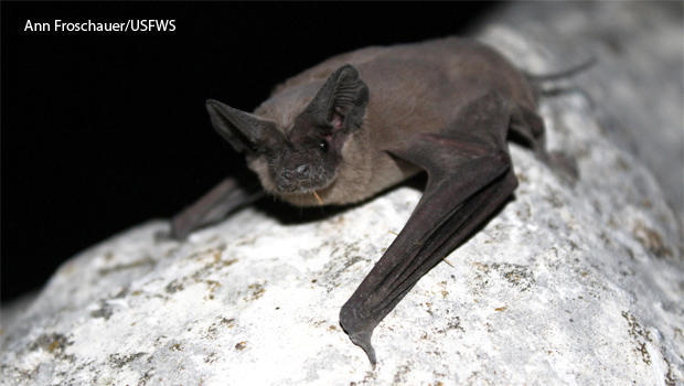 mexican-free-tailed-bat-ann-froschauer-usfws-620.jpg 