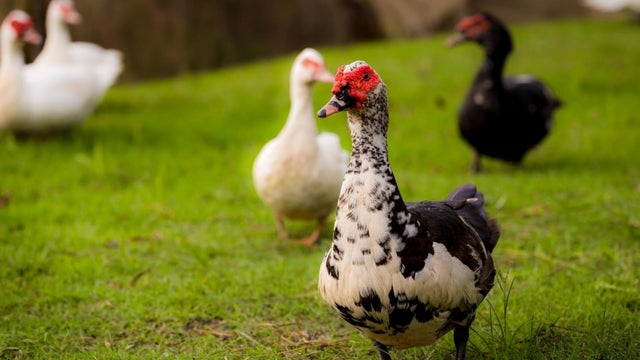 Muscovy1-1.jpg 