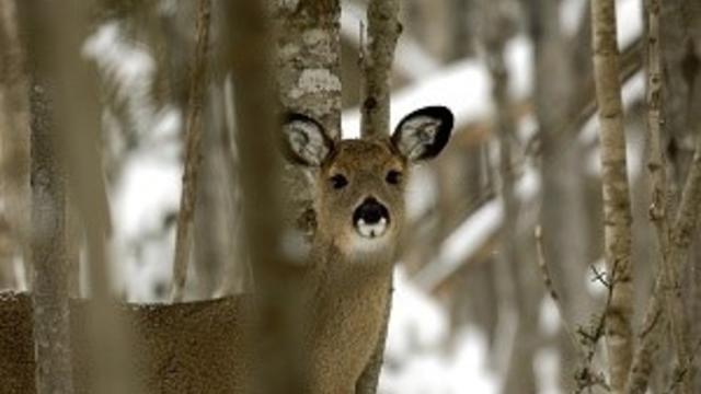 deer.jpg 
