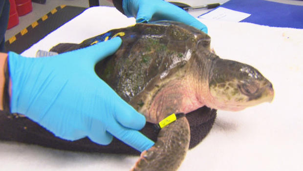 Sea turtle rescued 