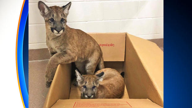 Florida Panthers Kittens 5 Months 