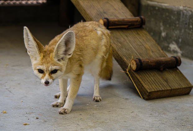Oakland Zoo fennec fox 