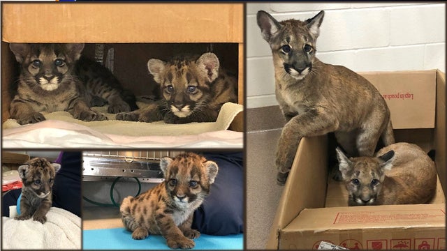Florida-Panther-Kittens_2.jpg 