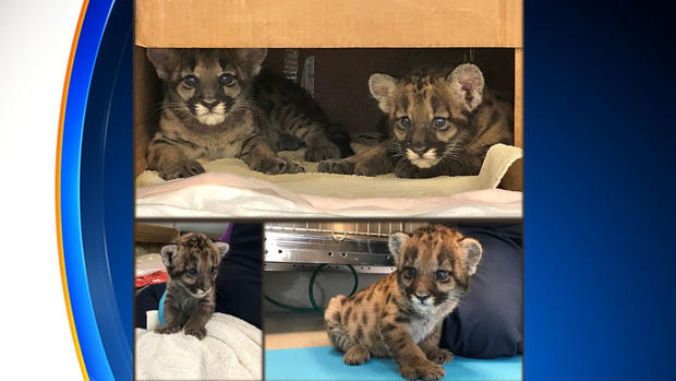 Florida Panther Kittens 2 Weeks 