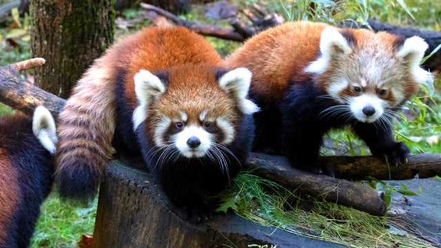 redpandacubs.jpg 
