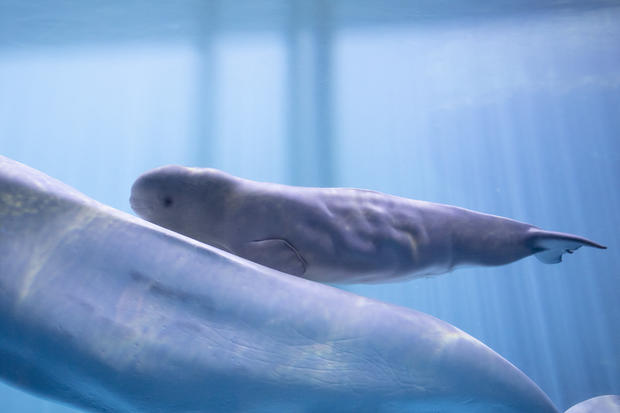 Shedd Aquarium Beluga Calf 