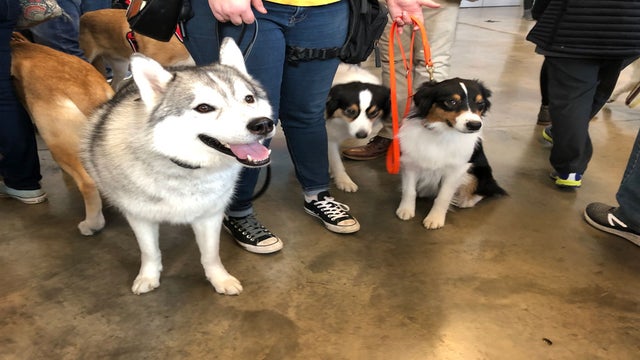 FLOOFERS.jpg 