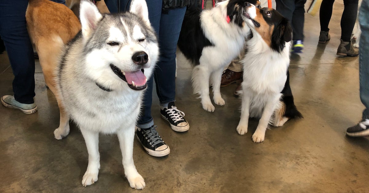 19th annual Pittsburgh Pet Expo takes place this weekend