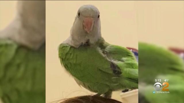 Unravelling the mystery of parrot longevity
