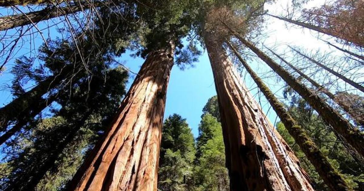 How drought is impacting giant sequoia trees - CBS News