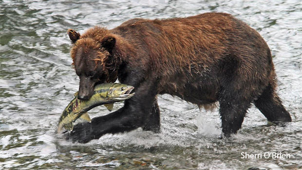 brown-bear-with-chum-salmon-sherri-obrien-620.jpg 