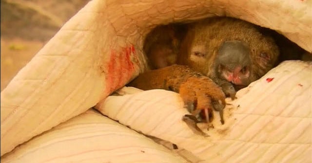 Woman risks her own life to rescue a koala from wildfire