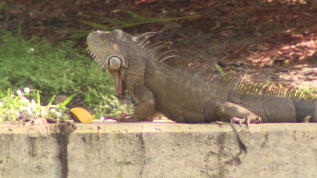 Green-Iguanas.jpg 