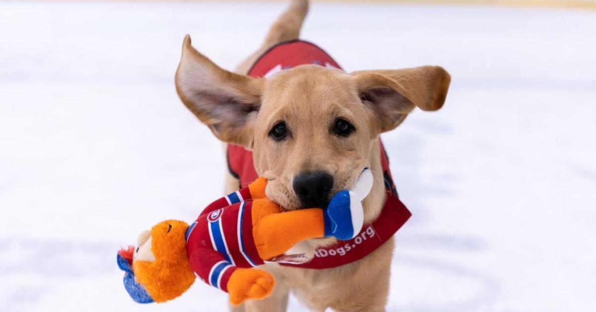 Pets First NHL Hockey Washington Capitals Dog & Cat Jersey - X