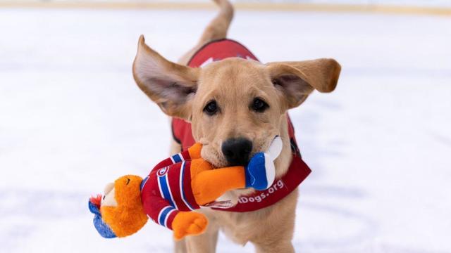 Washington Capitals host puppy class for future guide dogs in VA