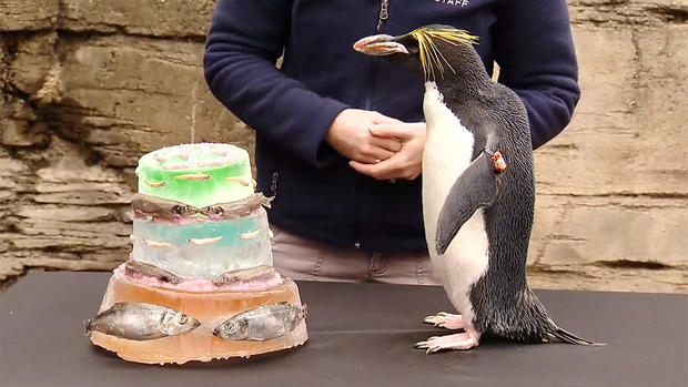 pittsburgh-zoo-mickey-penguin-birthday 