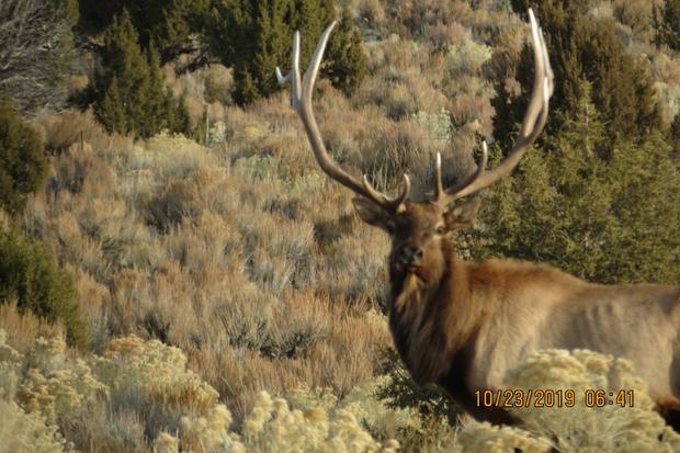 bull elk illegally killed dinosaur colorado 