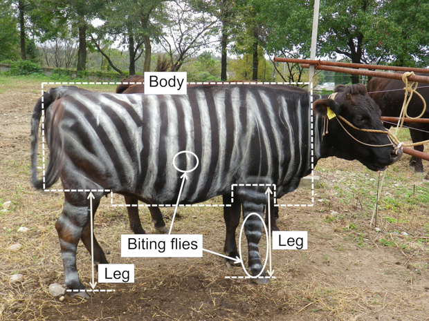 zebra-cow.png 