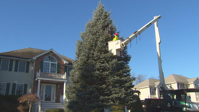 tewksbury-tree-house.jpg 