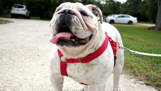 Maggie-the-bulldog-sarasota-police-photo.jpg 