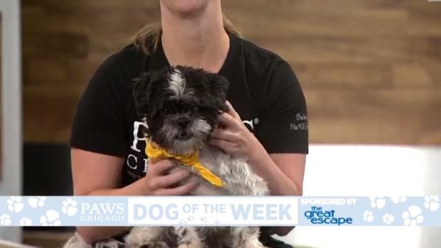 PAWS Pet Of The Week: Jengo 
