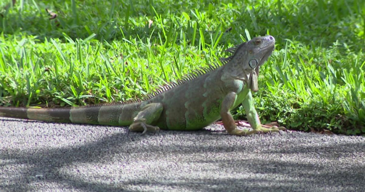 As Temperatures Fall, Look Out For The Return Of Falling Iguanas - CBS ...