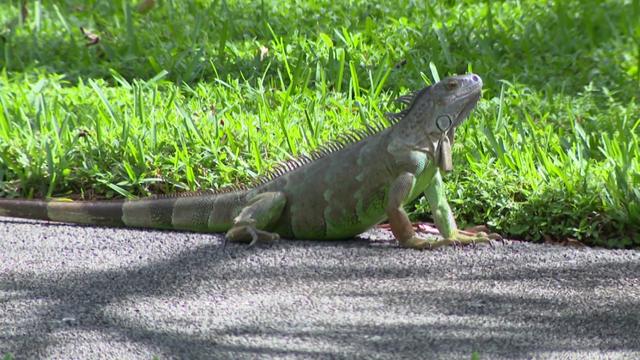 Iguana-Invasion-Sweeps-Sot-Tz-For-Air.jpg 