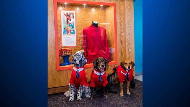 pit-international-service-dogs.jpg 