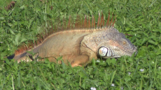 Iguana-Invasion-Sweeps-Vo-Tz-For-Air_1.jpg 