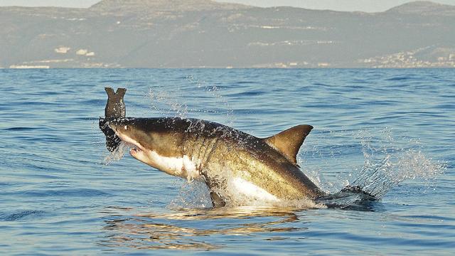 TO GO WITH AFP STORY, USA-SEA-ANIMALS-TO 