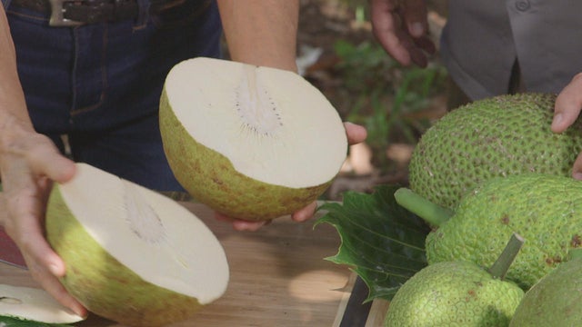 breadfruit-cut-open-promo.jpg 