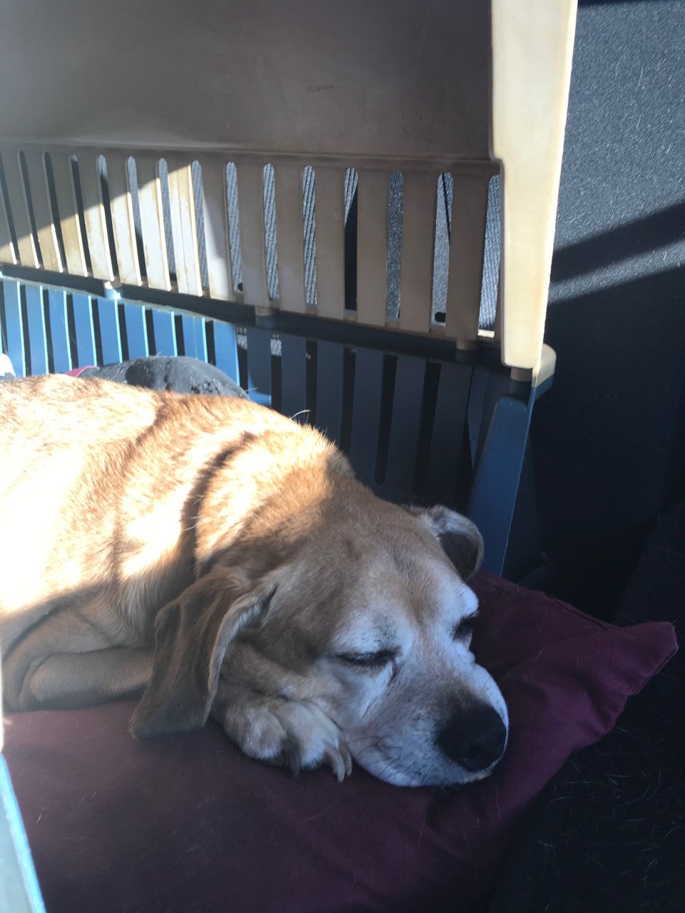 Dog's Journey From MN To Washington 3 