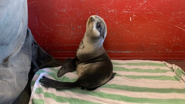 sea-lion-.jpg