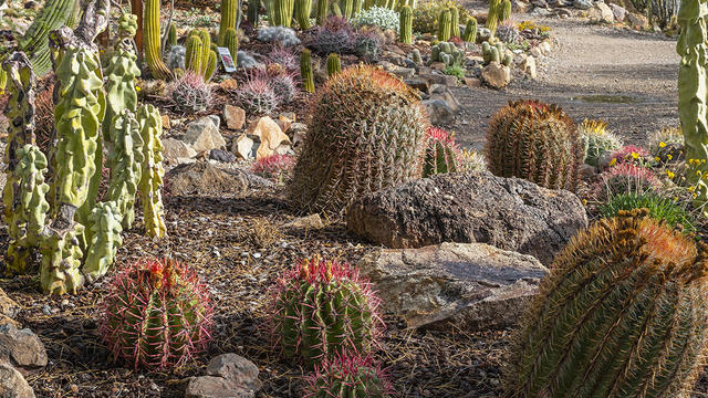 cactus-garden-verne-lehmberg-promo.jpg 