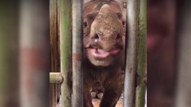 cbsn-fusion-sumatran-rhinos-declared-extinct-in-malaysia-after-last-surviving-female-dies-of-cancer-thumbnail-412836.jpg 