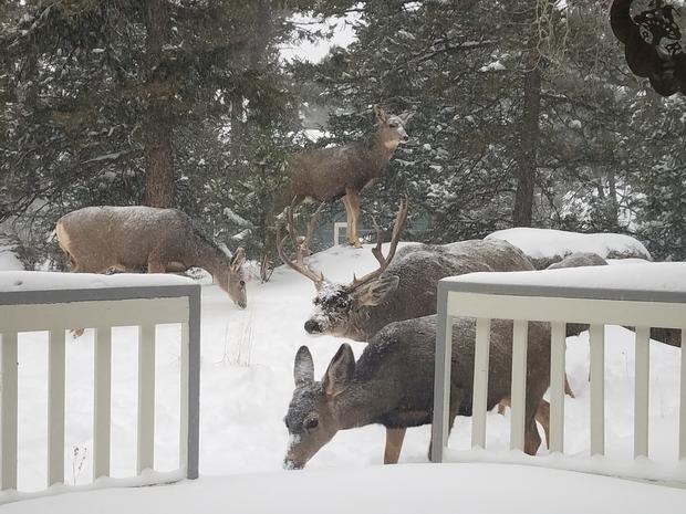 Deer-in-Conifer-credit-Stacy-Allison.jpg 