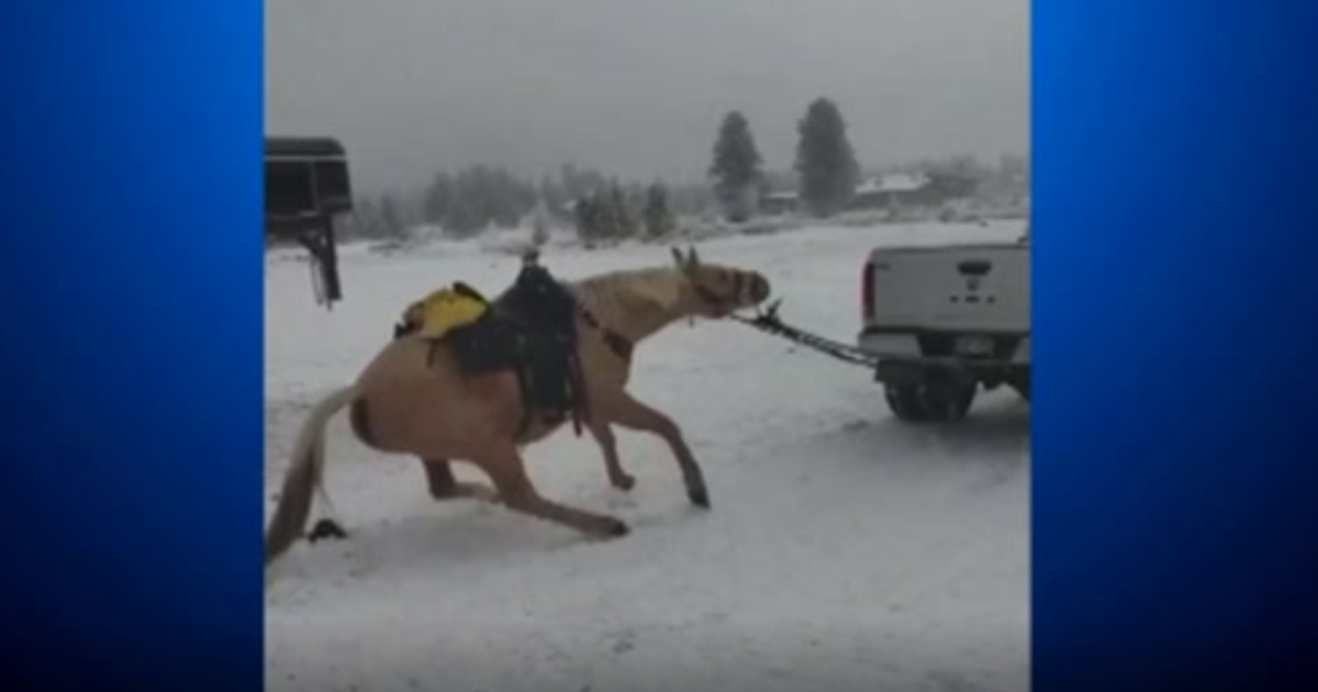 Horse dragged by truck: John and Amber Saldate arrested after video