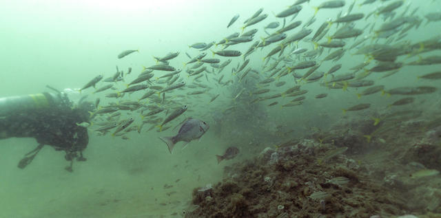 NOAA Gray's Reef National Marine Sanctuary - I need a doctor-fish! Did  you know that doctorfish secrete an enzyme that helps with skin  regeneration? This healing fish has been known to be