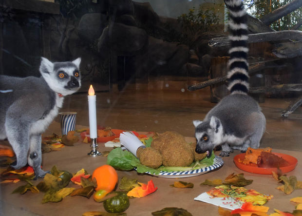 Lemurs Thanksgiving Feast At Brookfield Zoo 