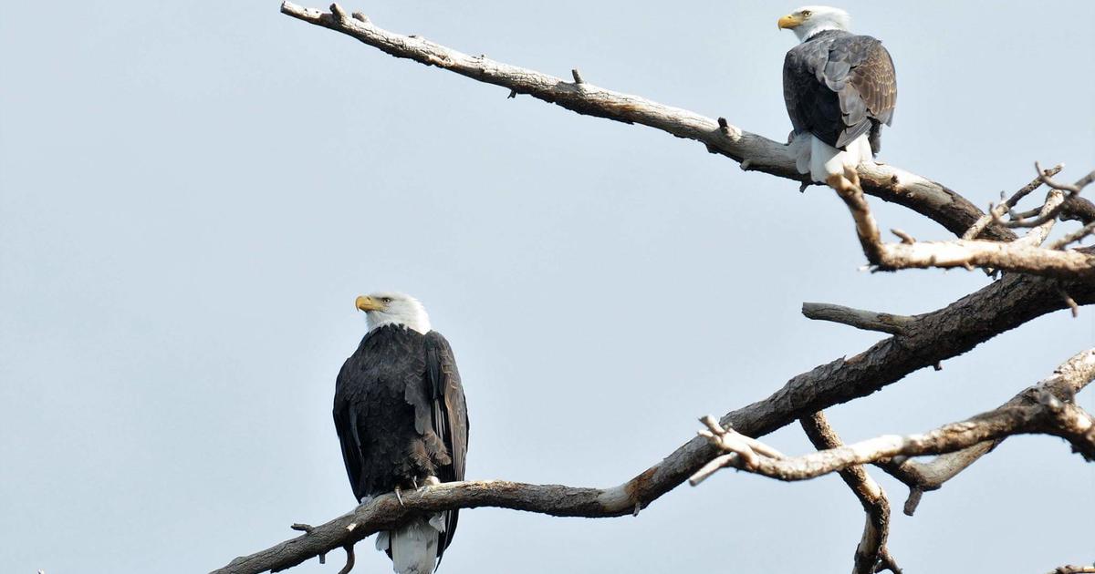 bald eagle clippers